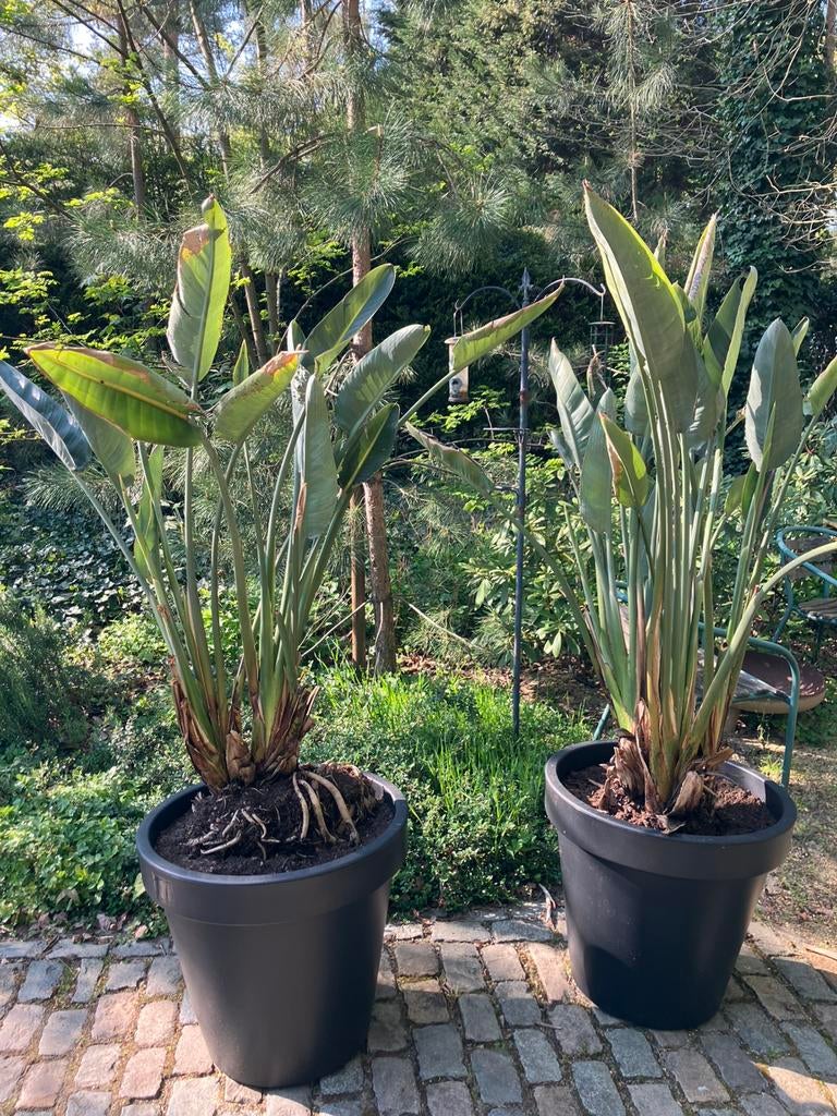 Paradijsbloemplant/Strelitzia Reginae, Vaste plant, Halfschaduw, Zomer, Ophalen