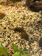 Jeune ancistrus, Animaux & Accessoires