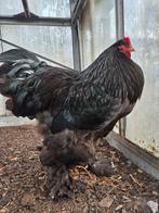 Knappe zwarte Brahma haan (groot), Dieren en Toebehoren, Pluimvee