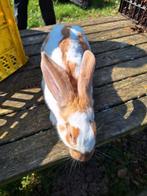 Rammelaar reuzevlinder/ lotharinger