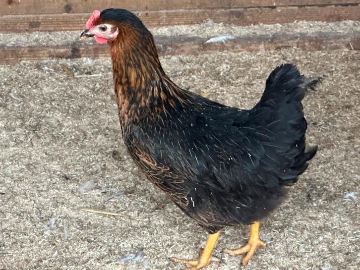 Legkippen zaterdag 10-16uur, Animaux & Accessoires, Volatiles