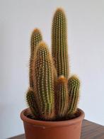 Cactus colonnaire (varicanie), Enlèvement