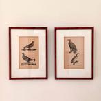 Ornithologische lithografieën 1828–1833– Burggraaff, Lejeune, Antiek en Kunst, Kunst | Litho's en Zeefdrukken, Ophalen of Verzenden