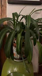 Plante, Autres espèces, En pot, Moins de 100 cm, Enlèvement