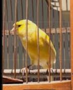 Une tambalado gratuitement, Animaux & Accessoires, Femelle