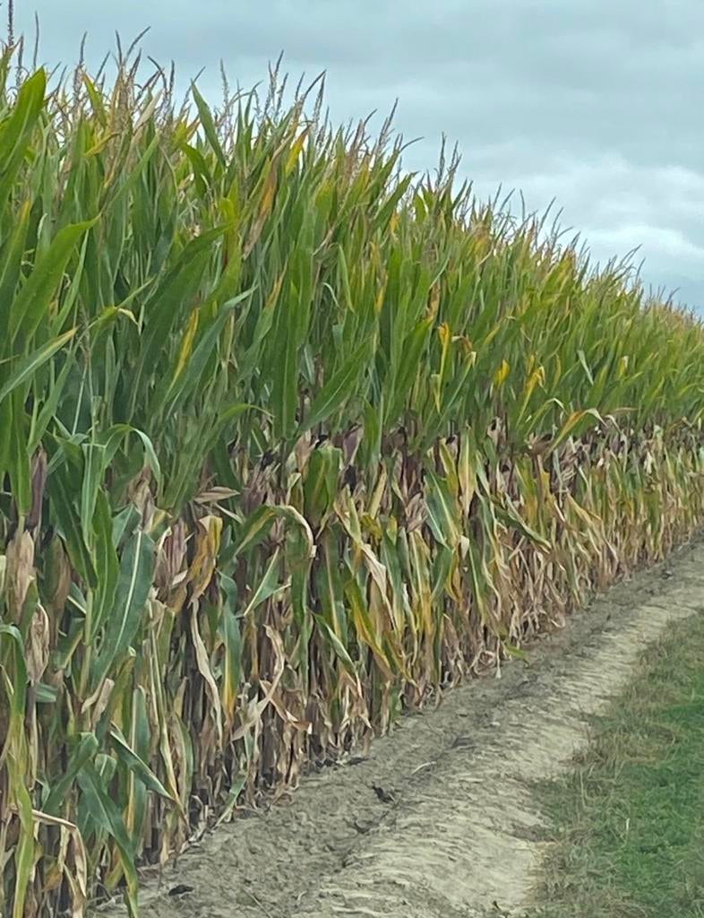 Maisbalen, Zakelijke goederen, Landbouw | Veevoer, Ophalen