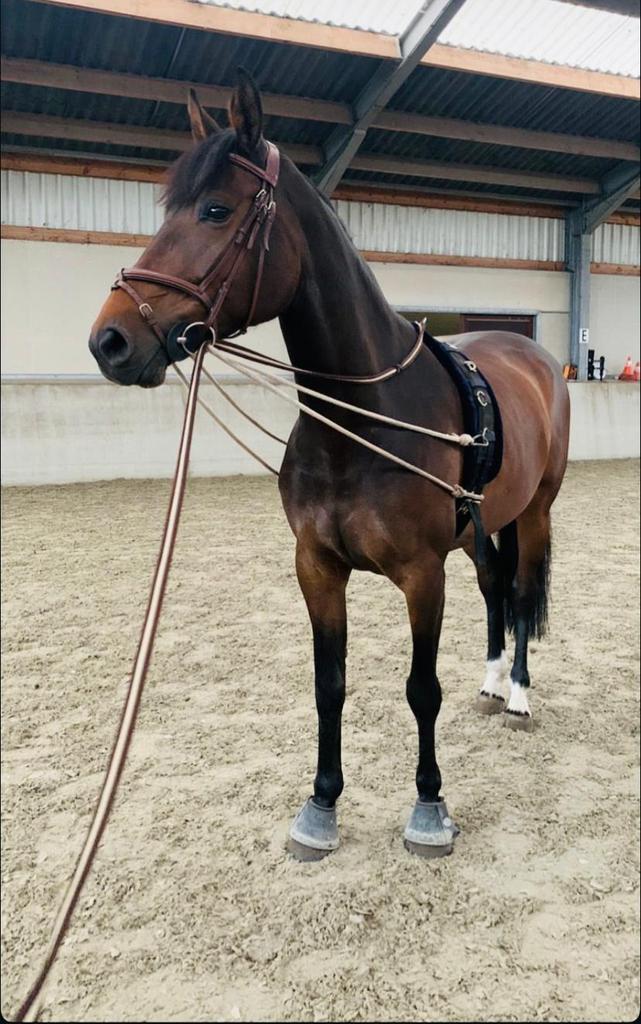 Zangersheide merrie, Dieren en Toebehoren, Merrie