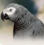Op zoek naar een mannelijke grijze fokker, Dieren en Toebehoren, Vogels | Parkieten en Papegaaien, Mannelijk