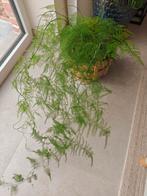 Grote asparagus plumosus (sierasperge) kamerplant, Huis en Inrichting, Kamerplanten, Ophalen