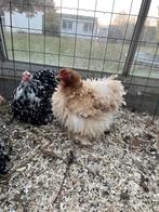 Cochinkriel tarwe kweektrio, Dieren en Toebehoren, Pluimvee, Meerdere dieren, Kip