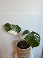 Monstera deliciosa variegata, Enlèvement