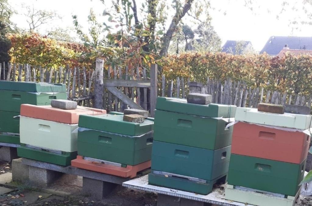 Bijenvolk carnica op 11 ramen duits normaal, Animaux & Accessoires, Insectes & Araignées, Abeilles