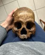 Dayak, Kayan, Authentiek Koppensneller., Kleding | Heren, Carnavalskleding en Feestkleding, Ophalen of Verzenden, Zo goed als nieuw