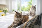 Maine Coon Cattery Butterfly’s! (HK20308283), Animaux & Accessoires, Plusieurs animaux, Avec pedigree