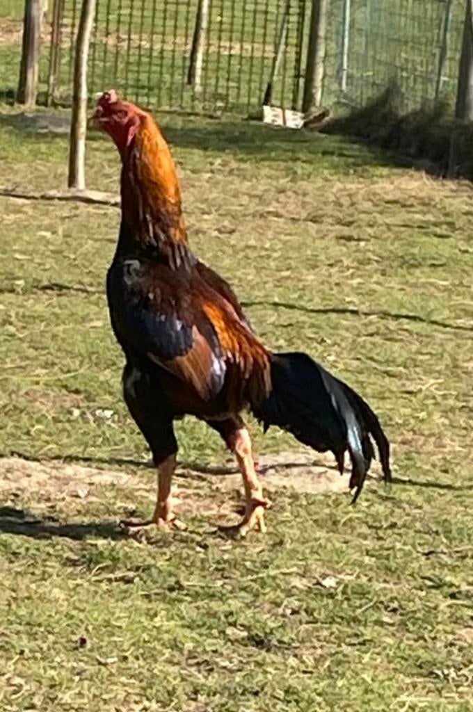 Shamo broed eieren, Dieren en Toebehoren