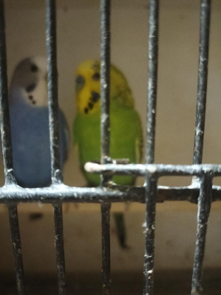 Grasparkieten, Dieren en Toebehoren, Vogels | Parkieten en Papegaaien