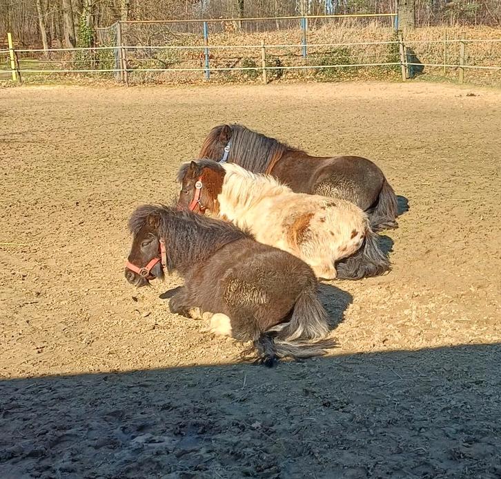 3 jarige Shetlander ruinen grote Pintoloosa en mini zwarte., Dieren en Toebehoren, Pony's, Ruin, Niet van toepassing, A pony (tot 1.17m)