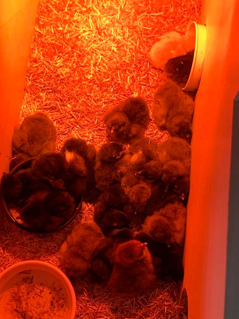 Olijflegger kuikens, Dieren en Toebehoren, Pluimvee