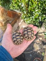 Landschildpad: Testudo Marginata Sarda, Dieren en Toebehoren, Reptielen en Amfibieën