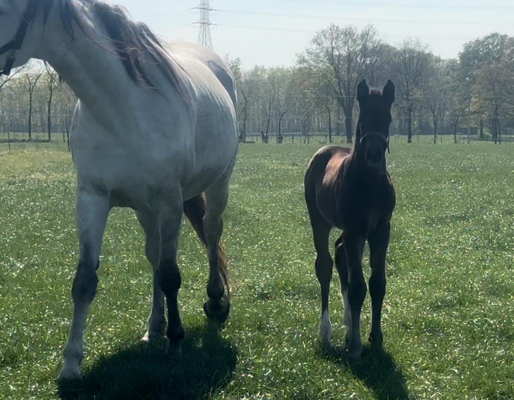 Hengstveulen J-Nius VV x Diamant de Semilly, Dieren en Toebehoren, Paarden, Hengst, Onbeleerd, 0 tot 2 jaar, Springpaard
