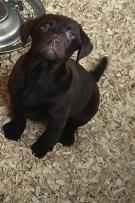 Chiots Labrador noirs/bruns, Animaux & Accessoires, Chiens | Retrievers, Épagneuls & Chiens d'eau, Plusieurs animaux, Labrador retriever