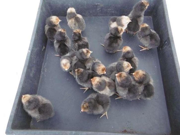 dag kuikens van Vorwerk, Dieren en Toebehoren, Pluimvee, Kip, Geslacht onbekend