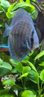 Discsex, Dieren en Toebehoren, Vissen | Aquariumvissen