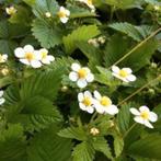 Bosaardbei, Tuin en Terras, Ophalen