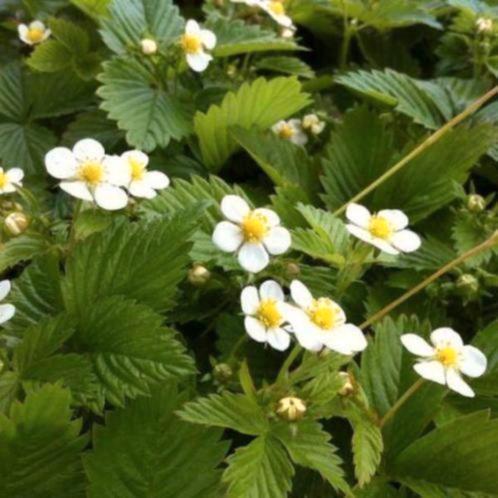 Bosaardbei, Tuin en Terras, Planten | Tuinplanten, Ophalen