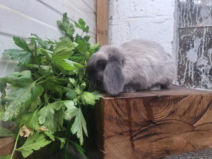 Raszuivere Nederlandse hangoordwergen / dwergkonijnen, Animaux & Accessoires, Lapins, Nain, Plusieurs animaux, 0 à 2 ans, Oreilles tombantes