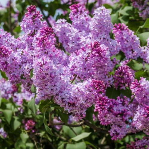 NOUVEAUTÉ au PRIX DISCOUNT de 35€ l’un ‼️superbes lilas, Tuin en Terras, Planten | Bomen, In pot, Ophalen of Verzenden