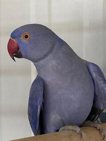 prachtig kweekrijp violet DF halsband koppel  beschikbaar voor biedingen