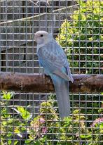 Rosella's 2025, Dieren en Toebehoren, Mannelijk, Parkiet, Geringd