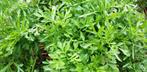 20 zaden Lepidium sativum - pittig blaadje voor in uw salade, Verzenden, Zaad