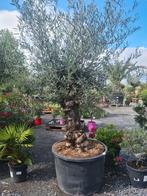Olijfboom Olea Europaea, Ophalen, Olijfboom