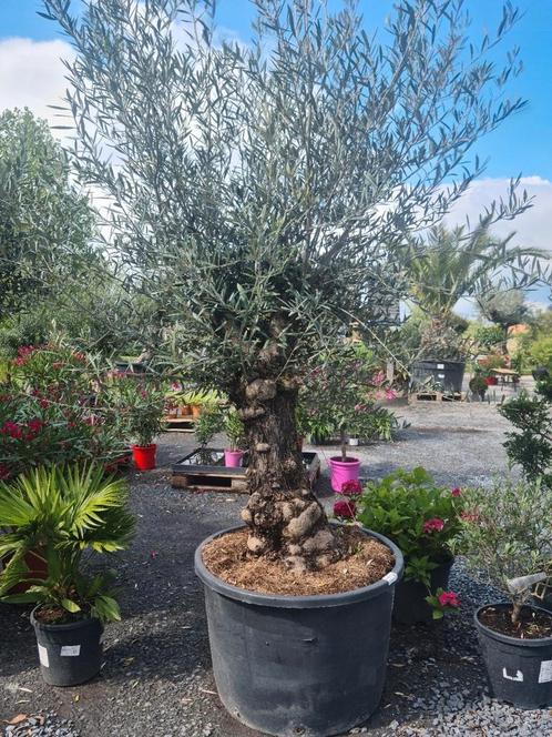 Olijfboom Olea Europaea, Tuin en Terras, Planten | Bomen, Olijfboom, Ophalen