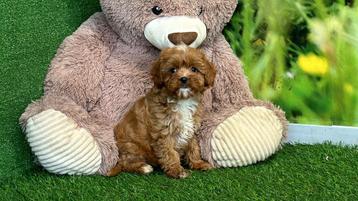 Cavapoo pups