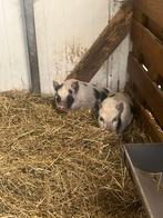 Mini varkens gottinger, Dieren en Toebehoren, Meerdere dieren, Varken, 0 tot 2 jaar