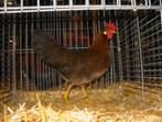hennen leghorn kriel, Dieren en Toebehoren, Pluimvee
