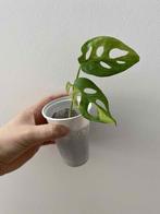 Monstera adansonii aurea, Maison & Meubles, Enlèvement ou Envoi