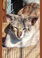 Siamese Seal Tabby point kater met Stamboom, Dieren en Toebehoren, Katten en Kittens | Raskatten | Korthaar, Kater, Gechipt, 3 tot 5 jaar