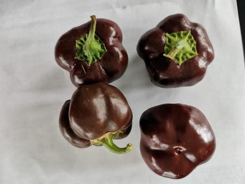 bruine paprika mini chocolate bell - 5 zaden, Tuin en Terras, Bloembollen en Zaden, Zaad, Voorjaar, Volle zon, Verzenden
