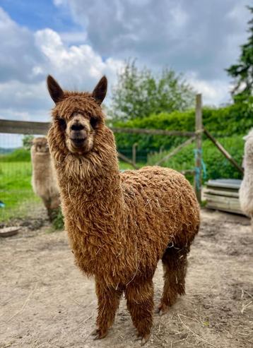 jonge alpaca merrie Rheia beschikbaar voor biedingen