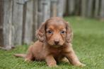 Langhaar dwerg teckel pups met stamboom, Dieren en Toebehoren, België, CDV (hondenziekte), 8 tot 15 weken, Dwerg