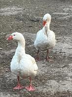 Koppel ganzen te koop, Dieren en Toebehoren, Pluimvee, Meerdere dieren, Gans of Zwaan