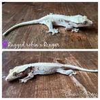 Wimpergekko Lilly white (Correlophus ciliatus) vrouw