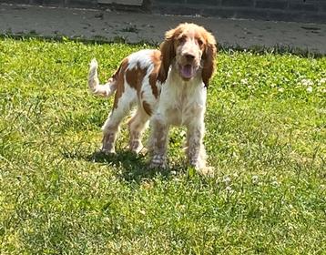 Engelse cocker pups  beschikbaar voor biedingen