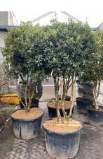 Osmanthus heterophyllus -parasol-. Meerstammige Boom