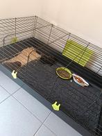 Cavia's met kooi, Dieren en Toebehoren, Knaagdieren, Cavia