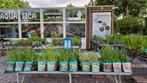 Waterplanten/vijverplanten/zuurstofplanten/specialist, Tuin en Terras, Ophalen, Nieuw